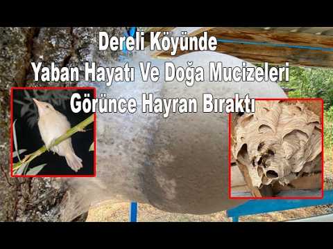 Dereli Köyünde Yaban Hayatı Ve Doğa Mucizeleri Görünce Hayran Bıraktı