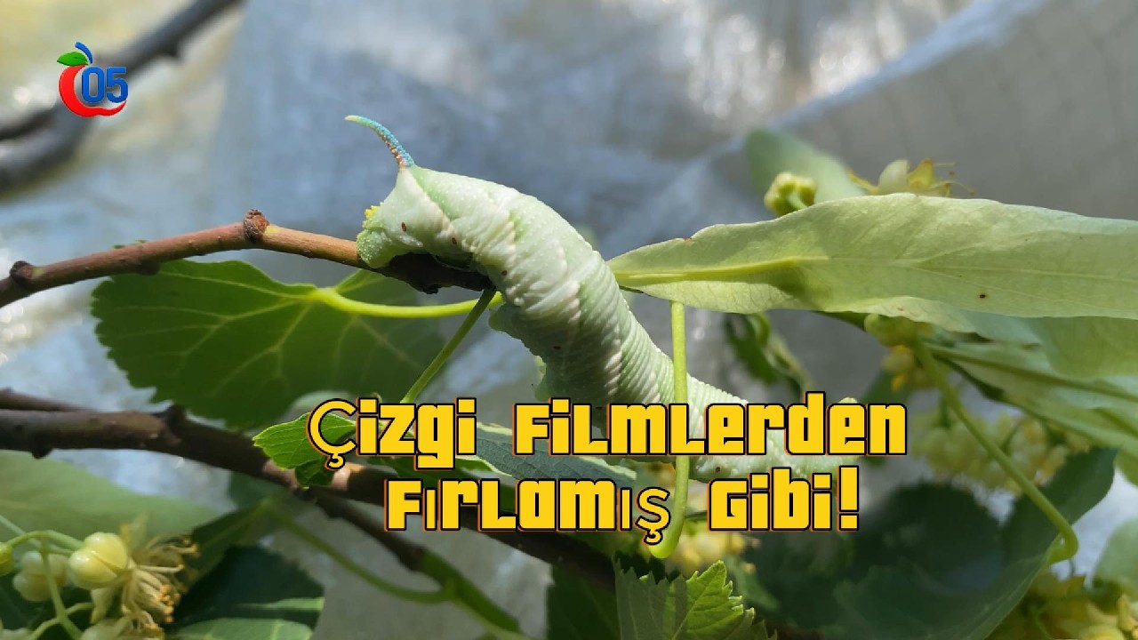 Çizgi Filmlerden Fırlamış Gibi!